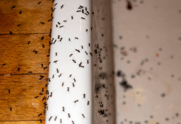 Pest Control Cost in Delisle, MS
